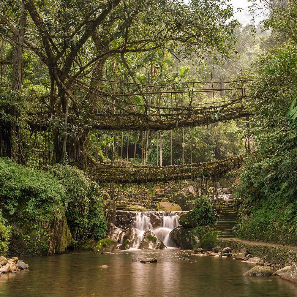 Double Decker Living Root Bridge in Meghalaya